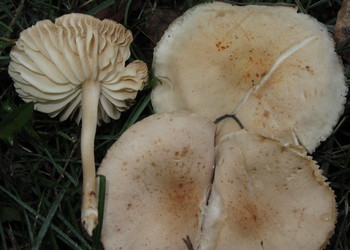 Nelkenschwindling (Marasmius oreades) - © Bernard Wieser